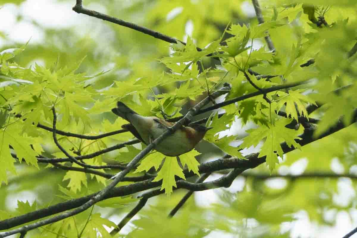 Bay-breasted Warbler - mindy kaufman