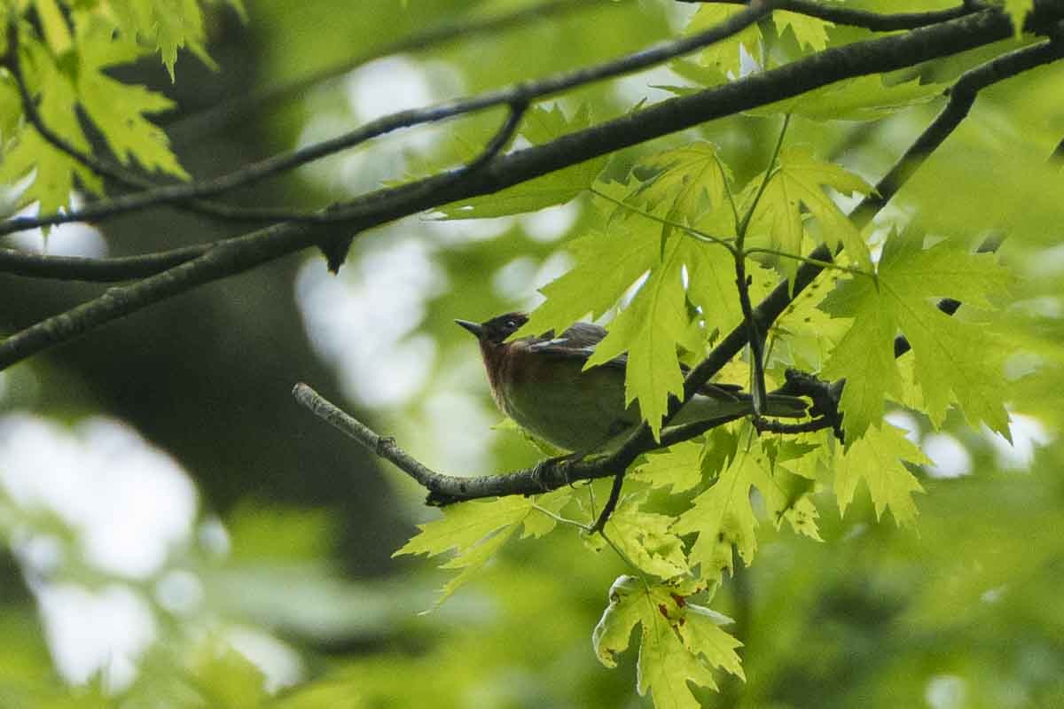 Bay-breasted Warbler - mindy kaufman