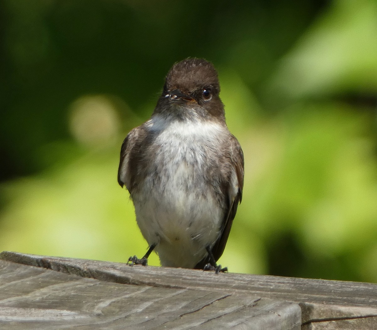 Eastern Phoebe - William Galloway