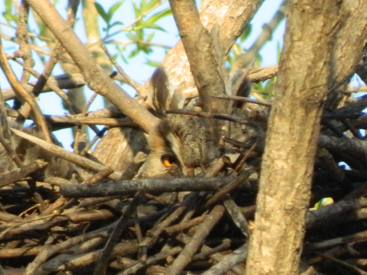 Long-eared Owl - Vladimir Murmilo