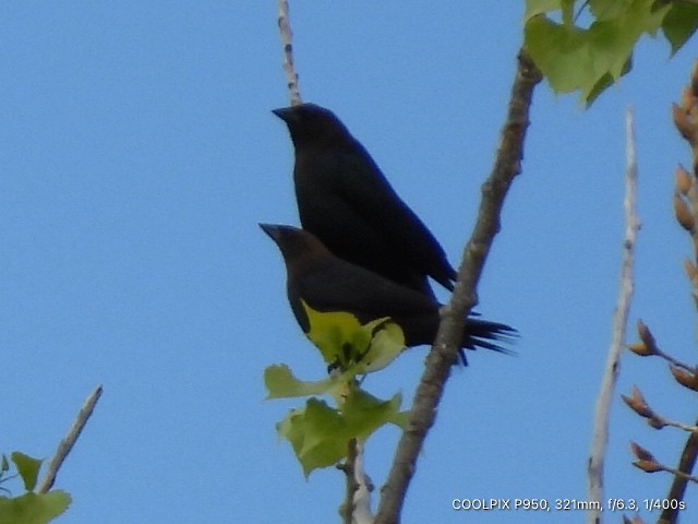 Brown-headed Cowbird - ML618996704