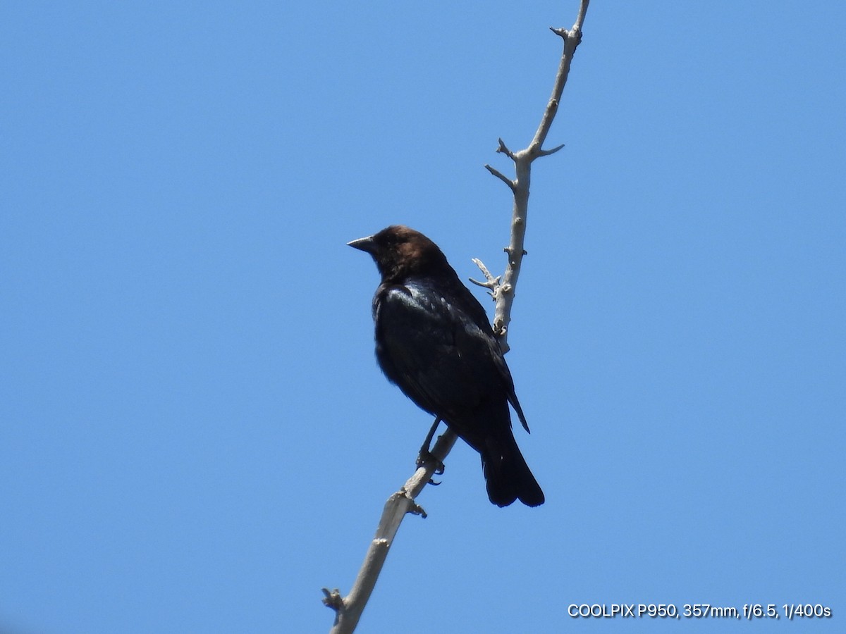 Brown-headed Cowbird - ML618996705