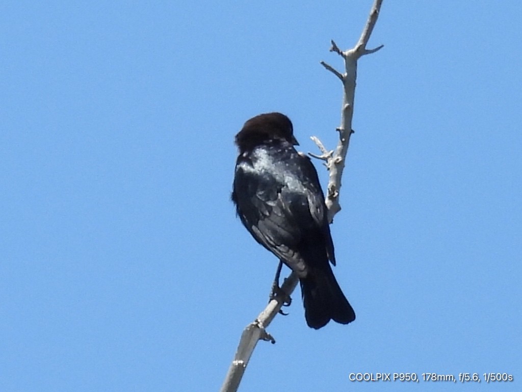 Brown-headed Cowbird - ML618996706