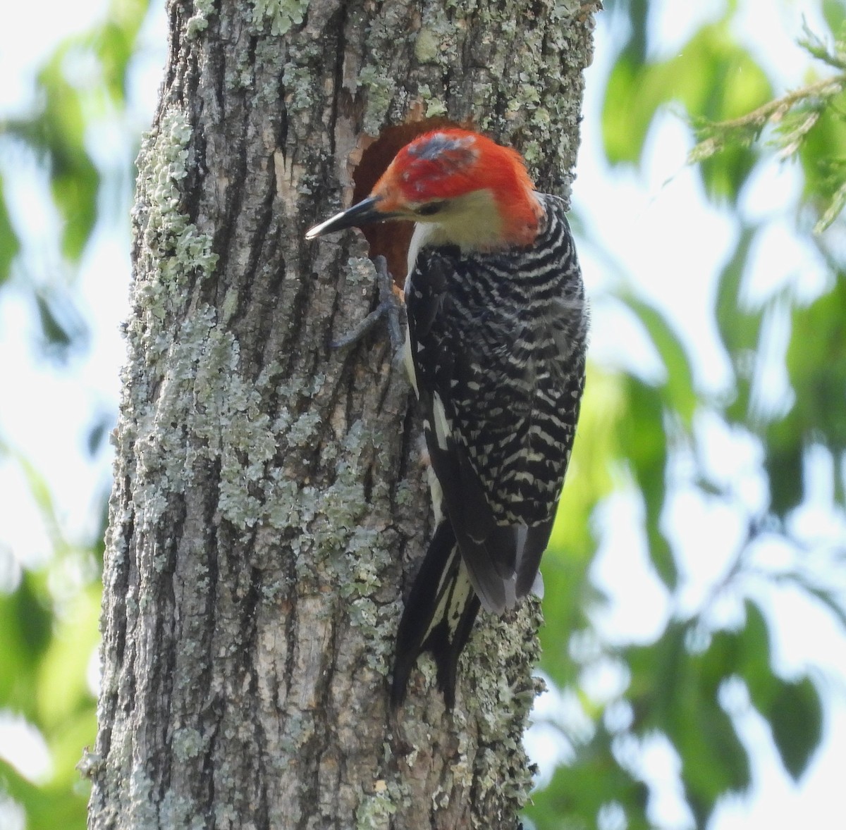 Red-bellied Woodpecker - William Galloway