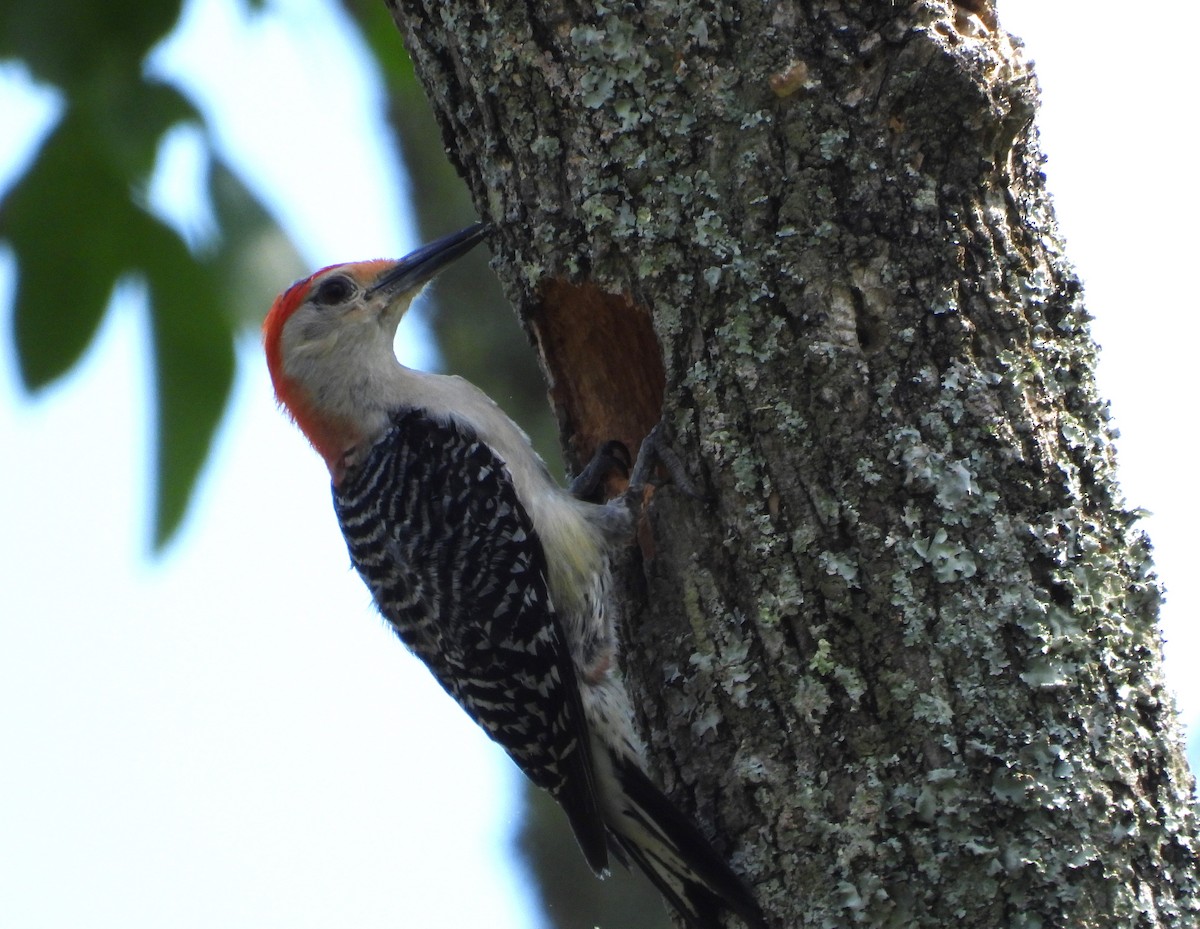 Red-bellied Woodpecker - William Galloway