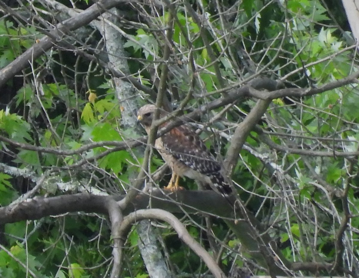 Red-shouldered Hawk - ML618996721