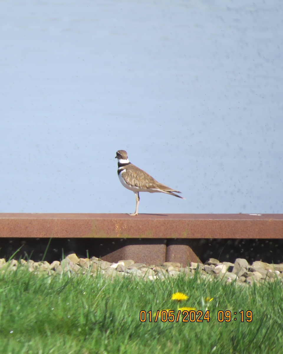 Killdeer - ML618996729