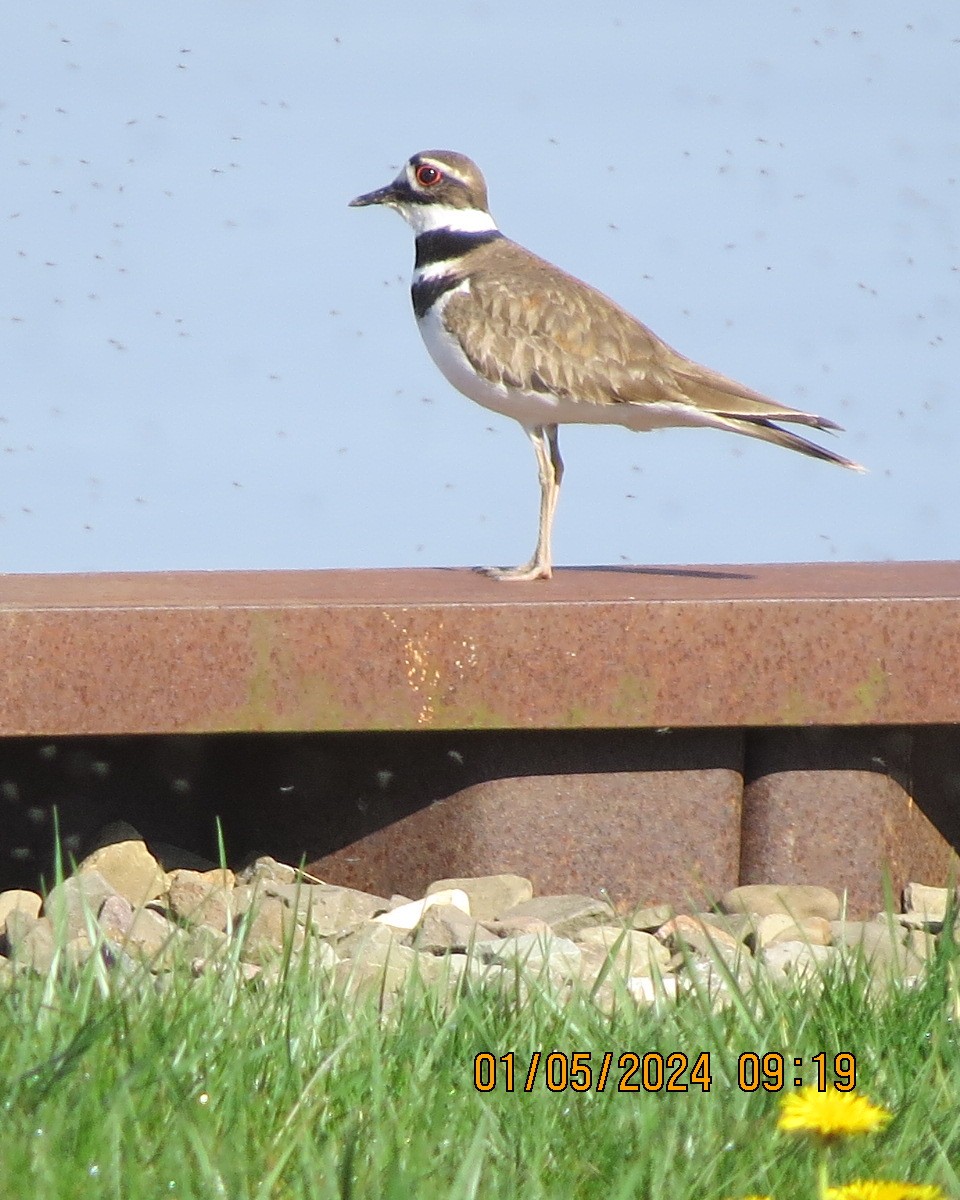 Killdeer - ML618996736