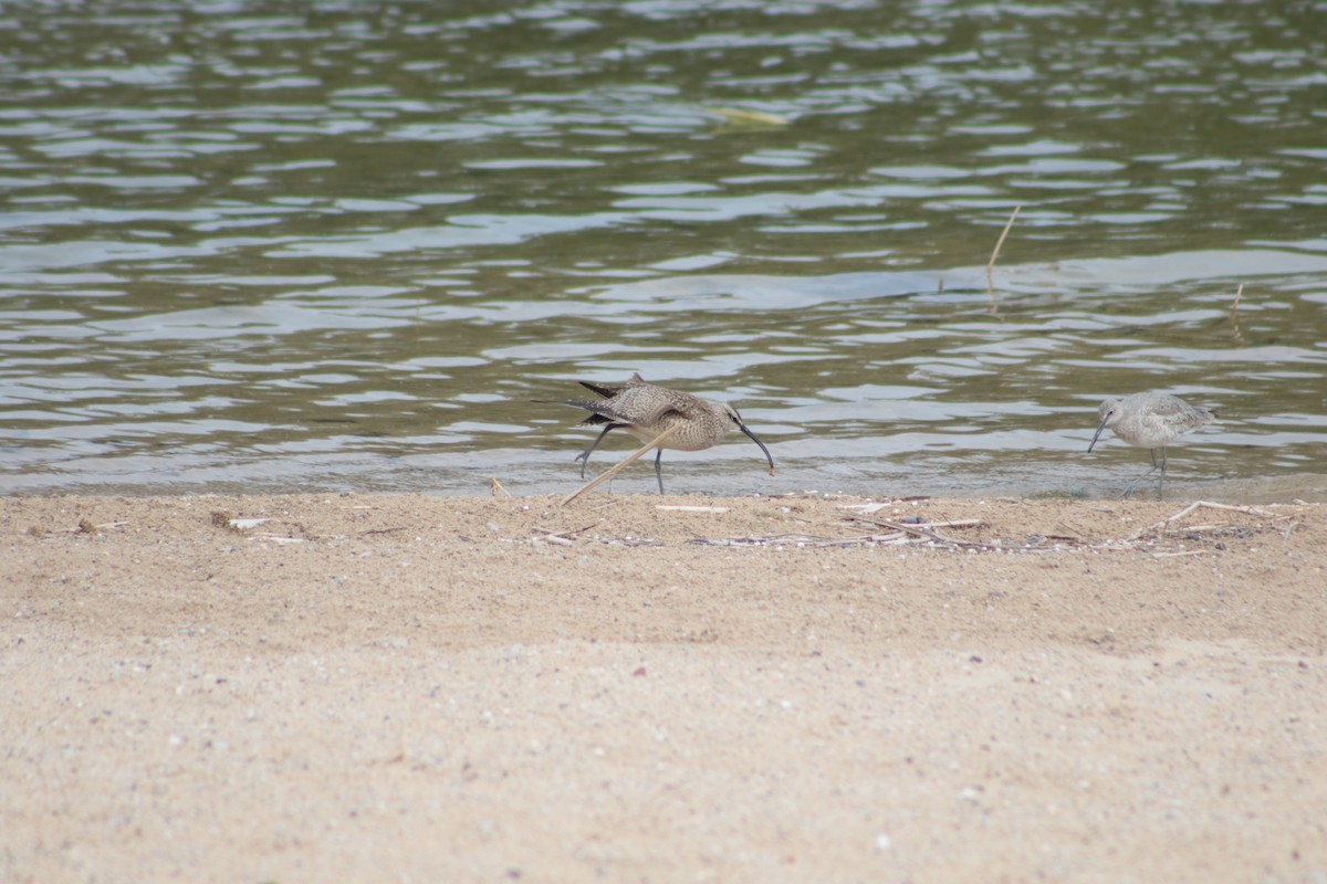 Whimbrel - ML618996738