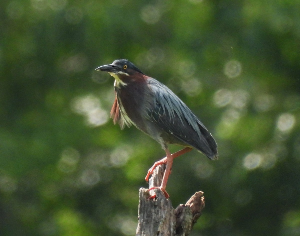 Green Heron - William Galloway