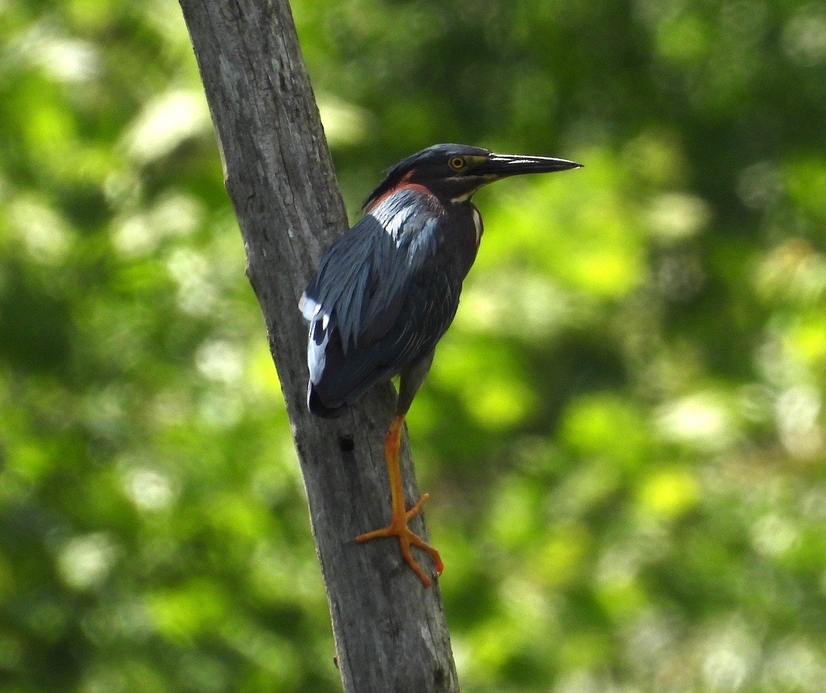 Green Heron - William Galloway