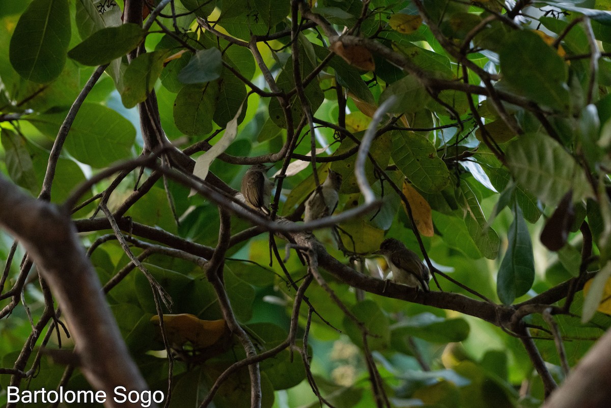 Plain-breasted Piculet - ML618996760