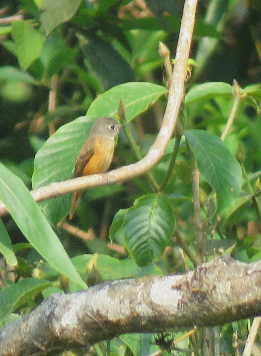 Ferruginous Flycatcher - ML618996766