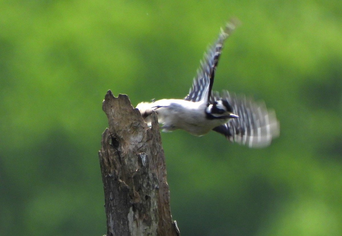 Downy Woodpecker - ML618996769