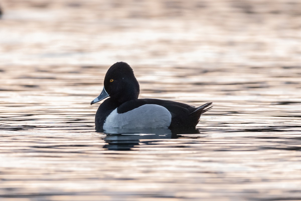 Ring-necked Duck - ML618996782