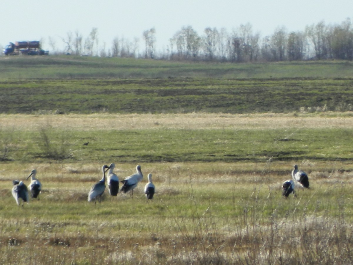 Oriental Stork - ML618996783