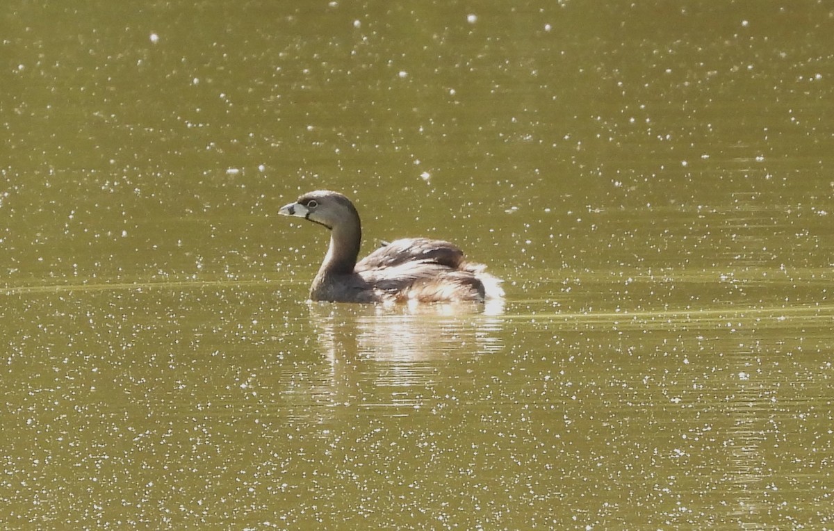 Pied-billed Grebe - ML618996784