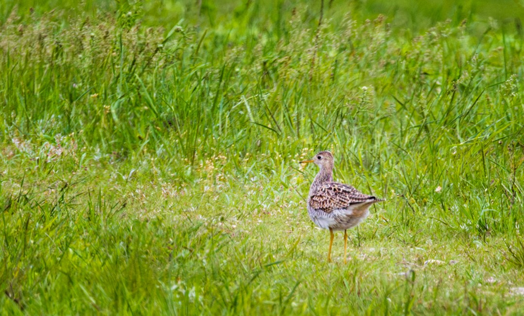 Upland Sandpiper - ML618996785