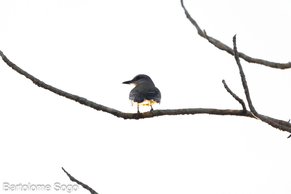 Tropical Kingbird - ML618996802