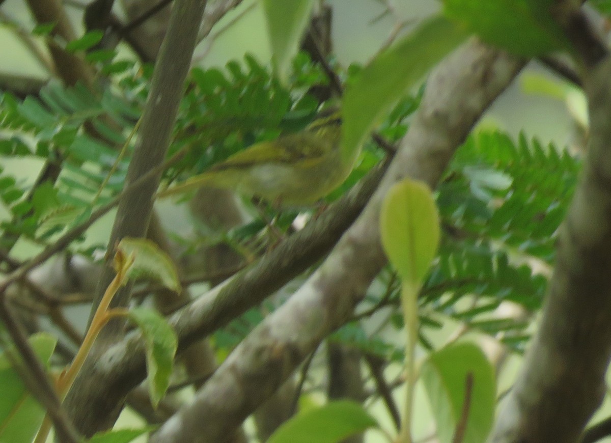 Kloss's Leaf Warbler - Bram Piot