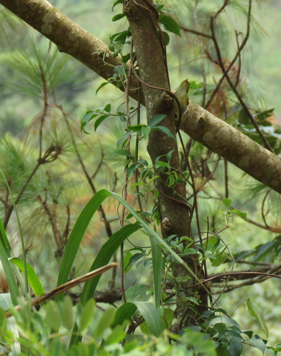 Kloss's Leaf Warbler - Bram Piot