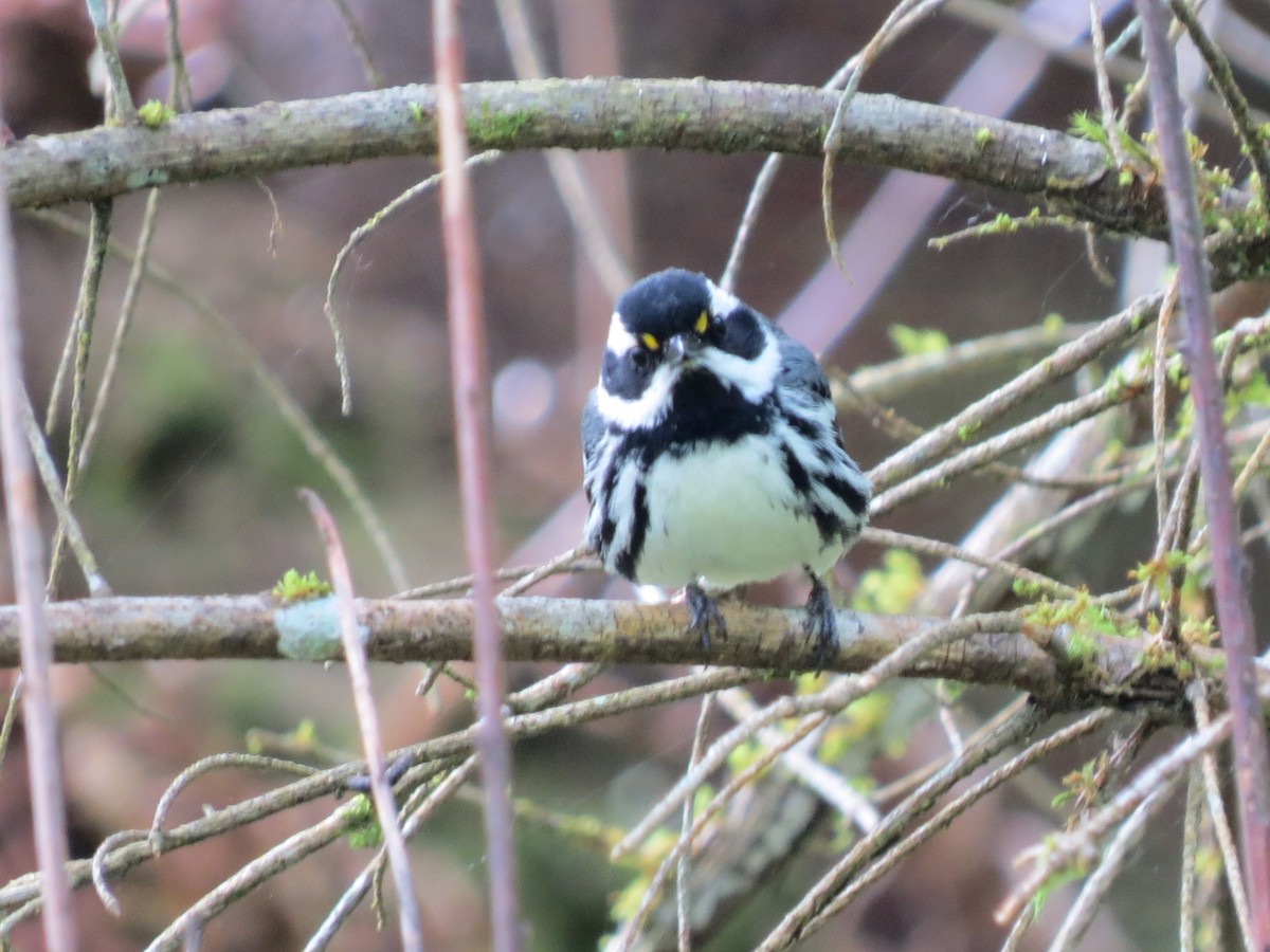 Black-throated Gray Warbler - Sarah Peden