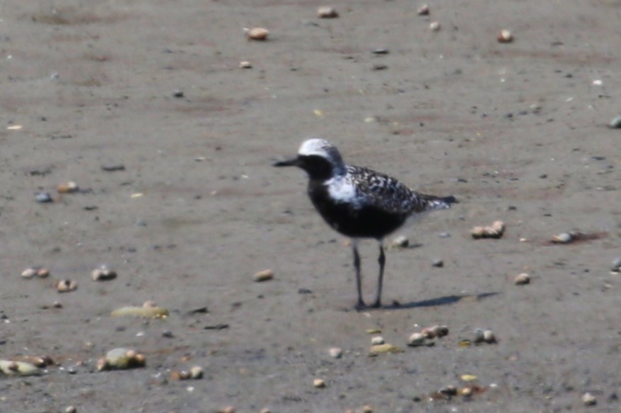 Black-bellied Plover - Ethan Ring