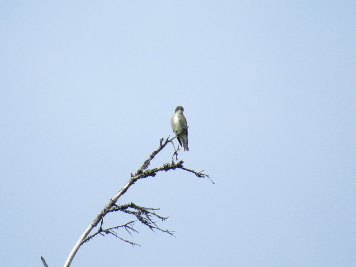 Olive-sided Flycatcher - ML618996853