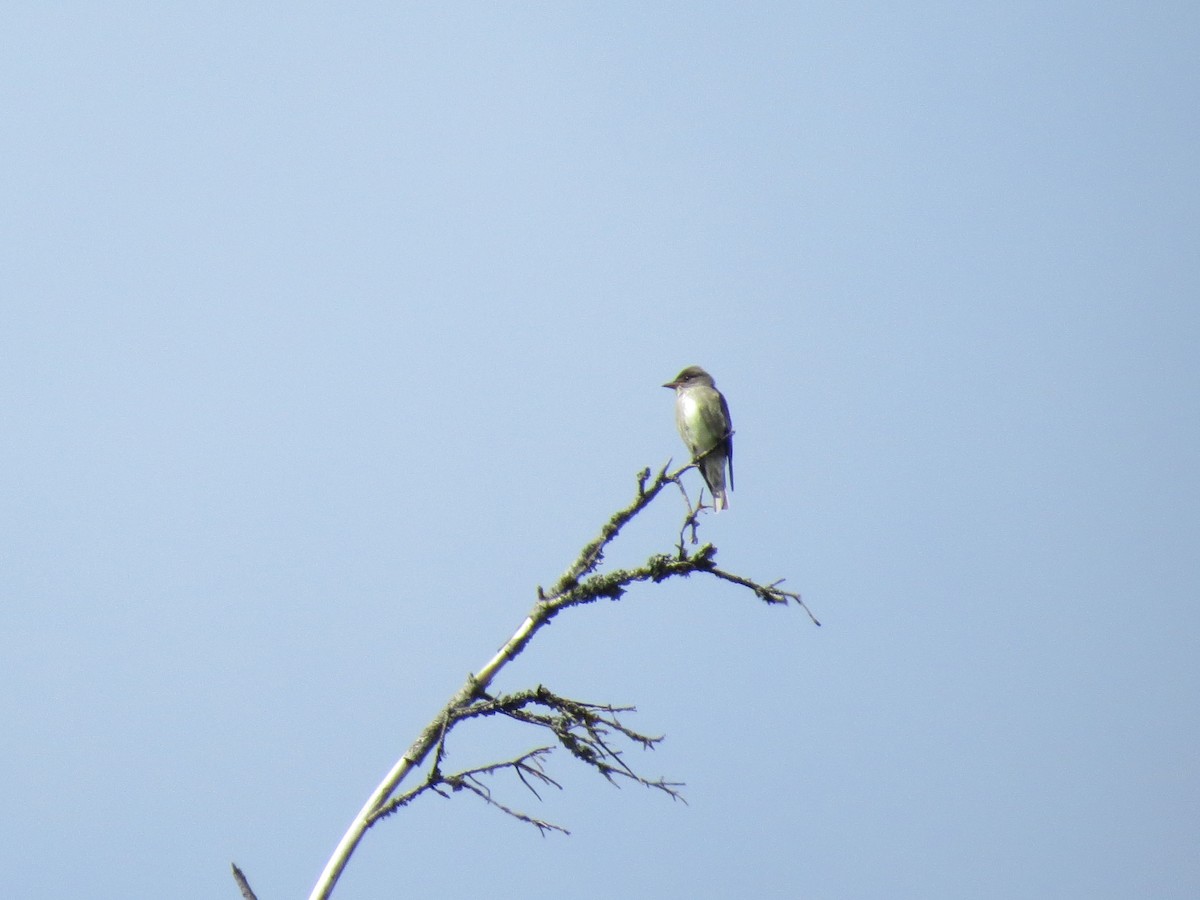 Olive-sided Flycatcher - Sarah Peden