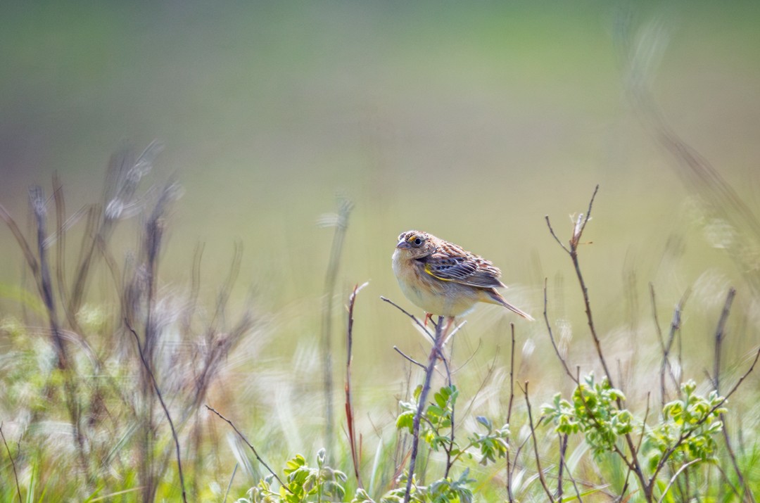 Grasshopper Sparrow - ML618996862