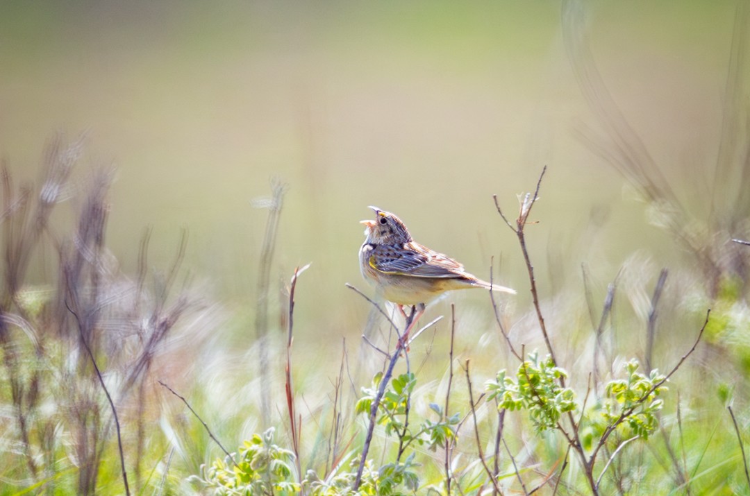 Grasshopper Sparrow - ML618996863