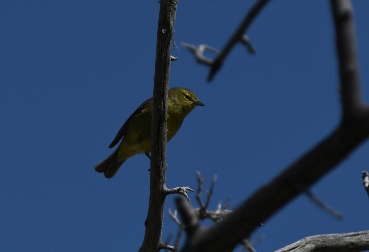 Orange-crowned Warbler - ML618996865