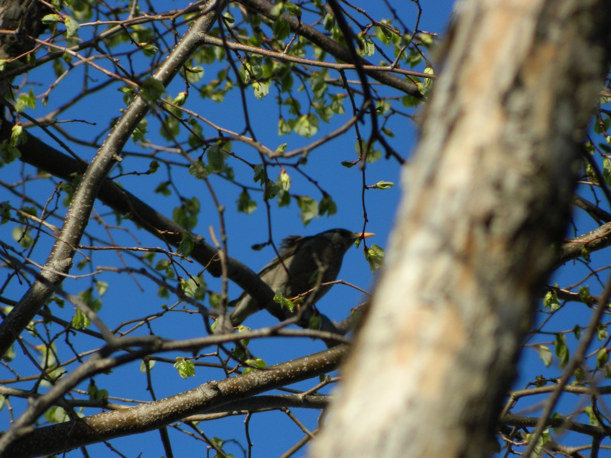 White-cheeked Starling - ML618996880