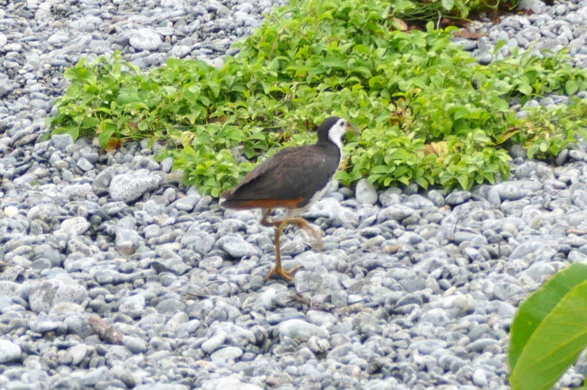 White-breasted Waterhen - Peter Kennedy