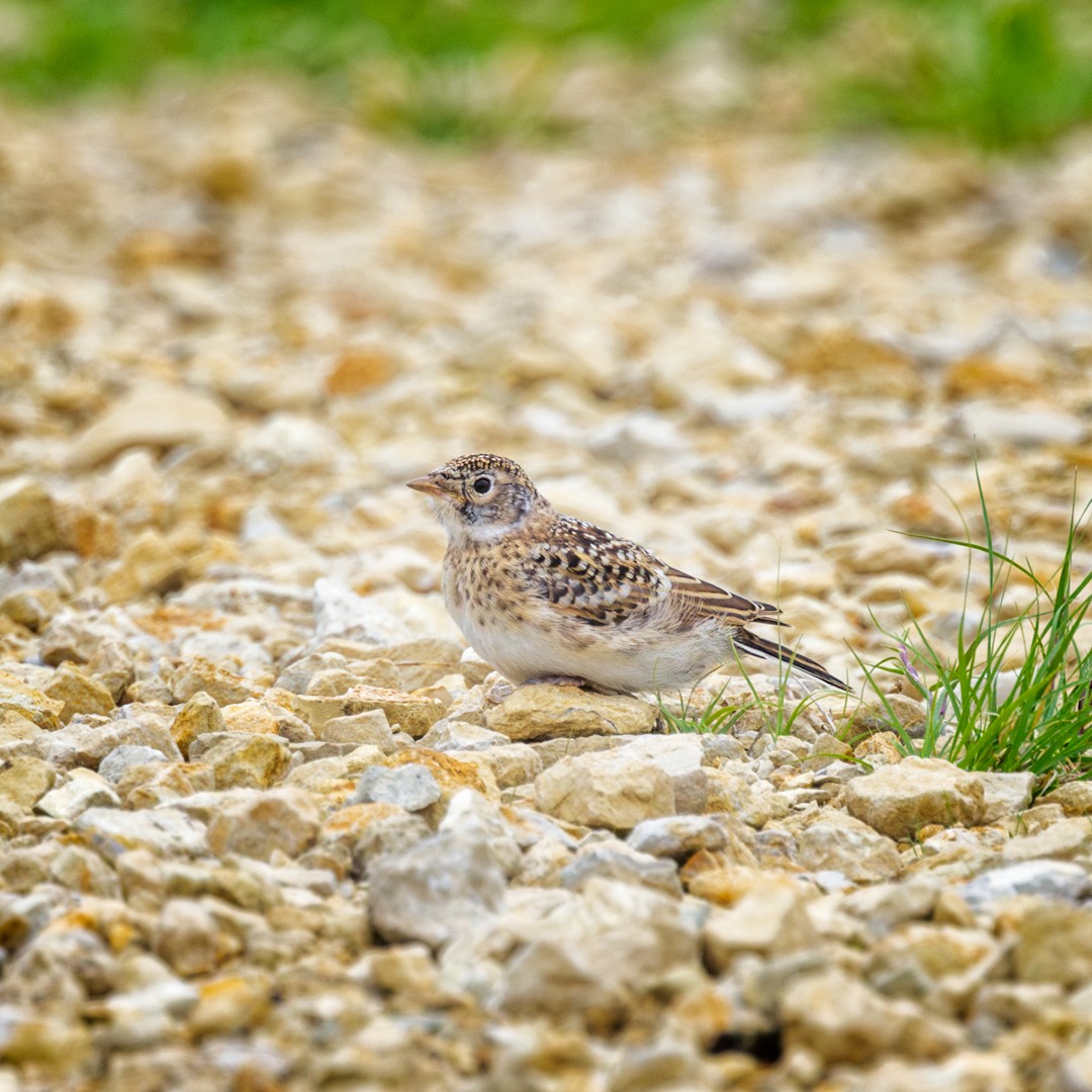 Horned Lark - ML618996920