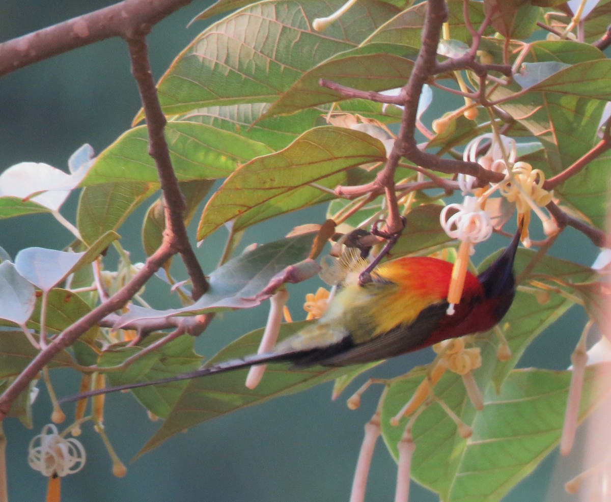 Mrs. Gould's Sunbird - Bram Piot