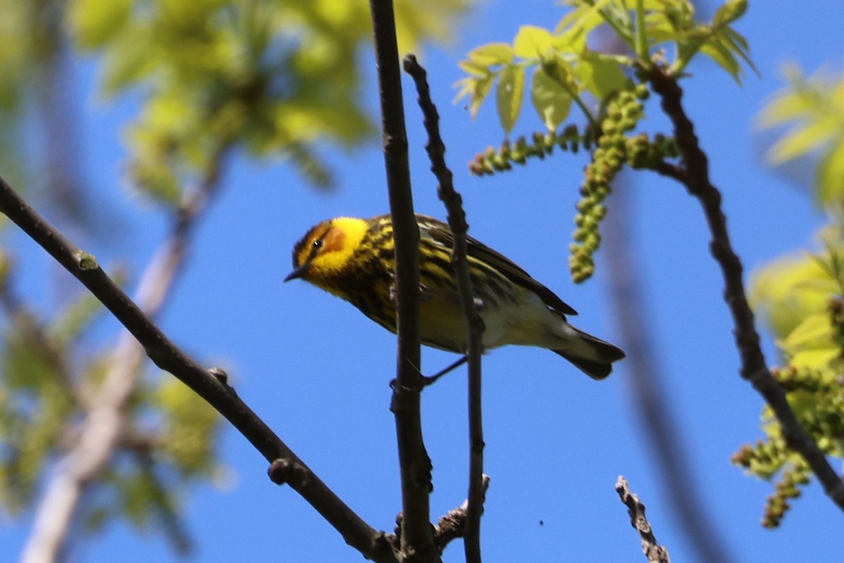 Cape May Warbler - Peter Veighey