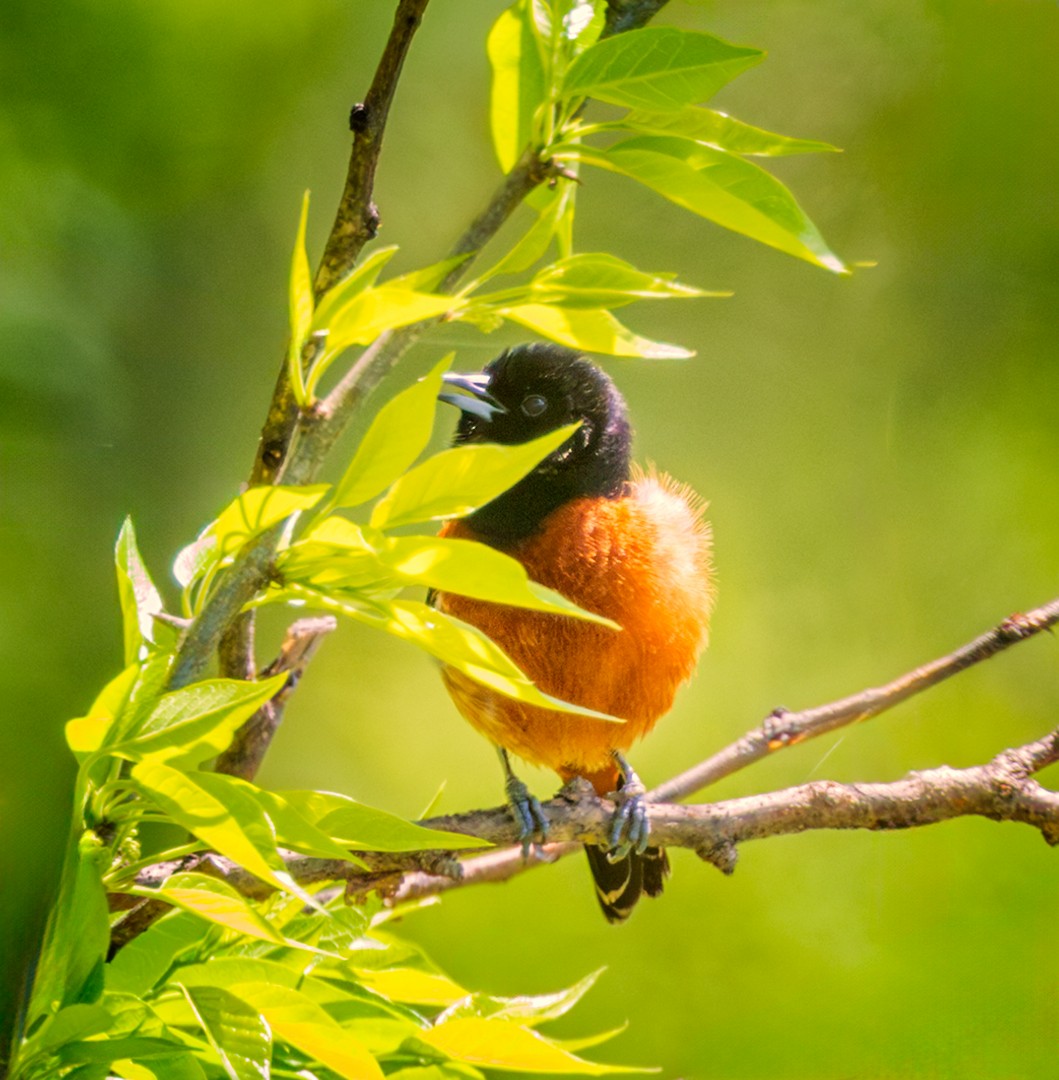 Orchard Oriole - ML618996966