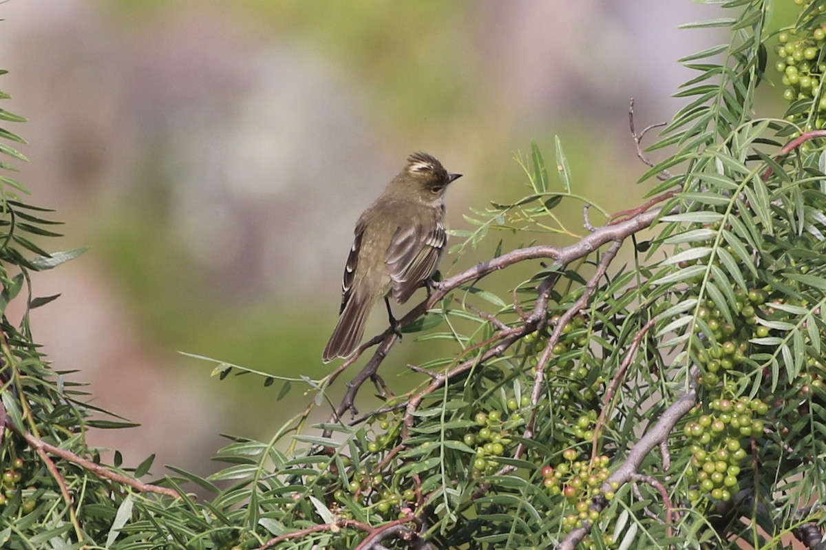 White-crested Elaenia - Henggang Cui