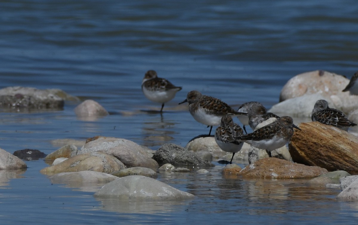 Bécasseau sanderling - ML618996999