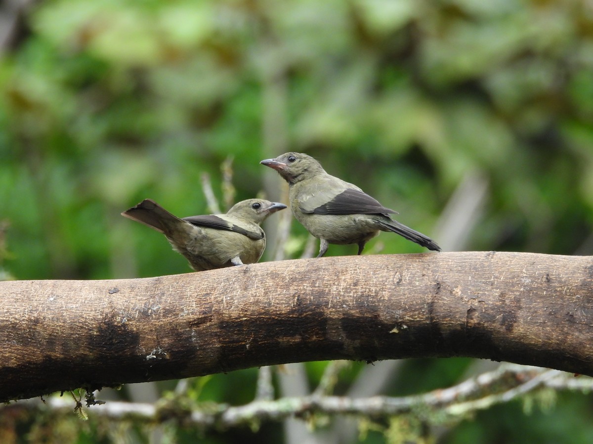 Palm Tanager - Hunter Burggraf