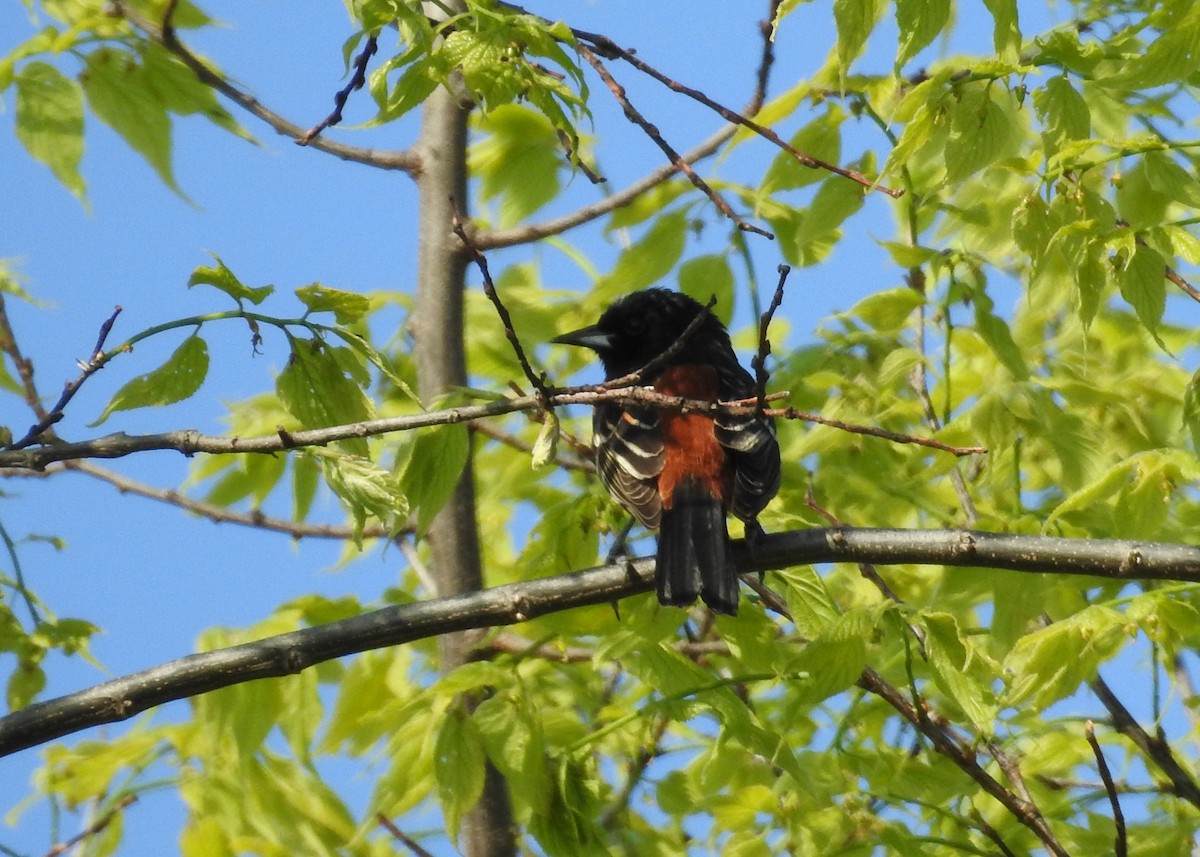 Orchard Oriole - ML618997008