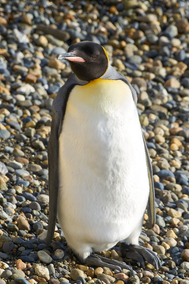 tučňák patagonský - ML618997009