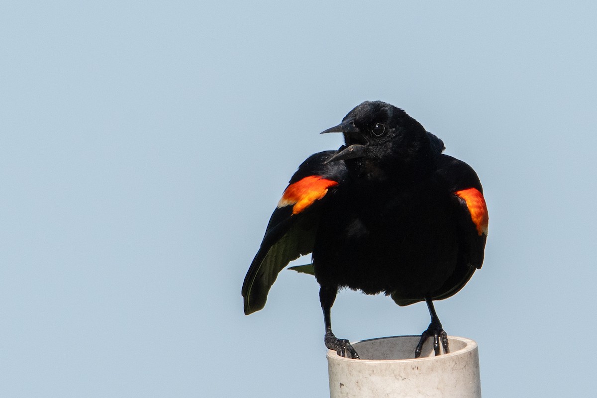 Red-winged Blackbird - ML618997024