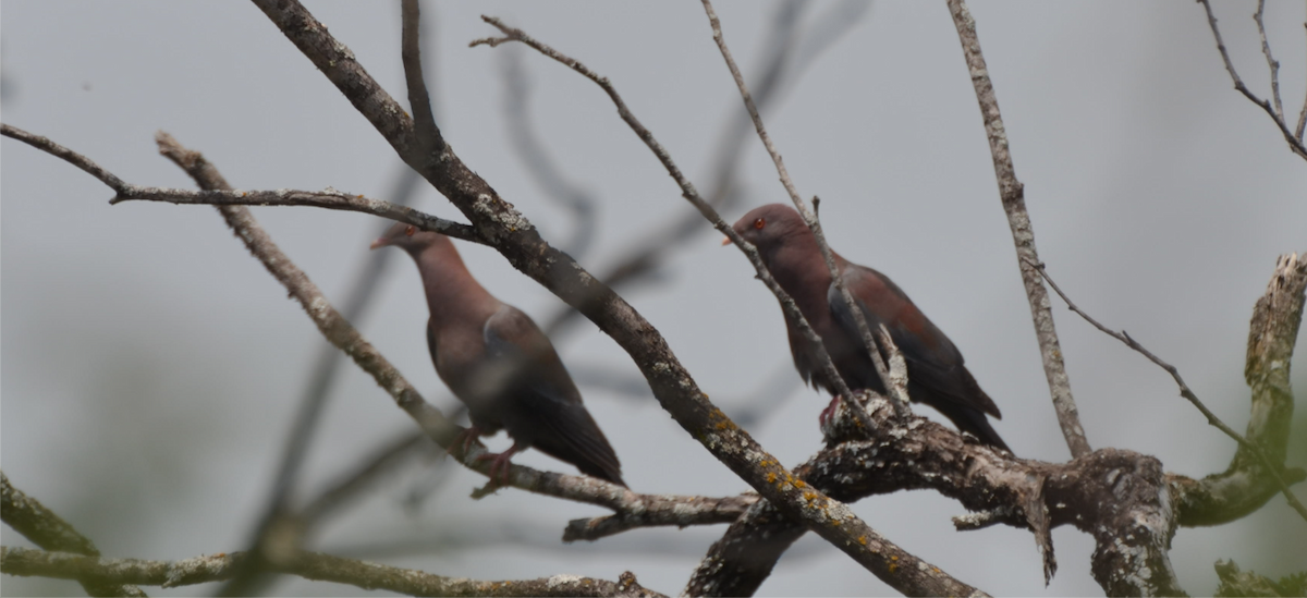 Red-billed Pigeon - ML618997026