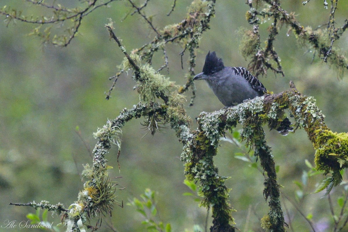 Giant Antshrike - Alejandro Sandoval