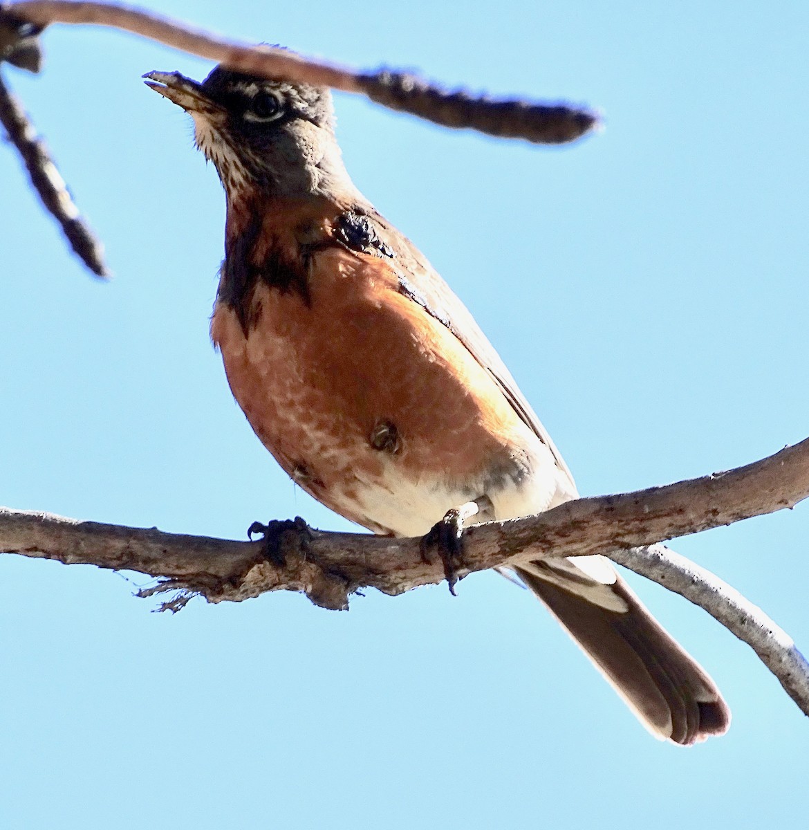 American Robin - ML618997030