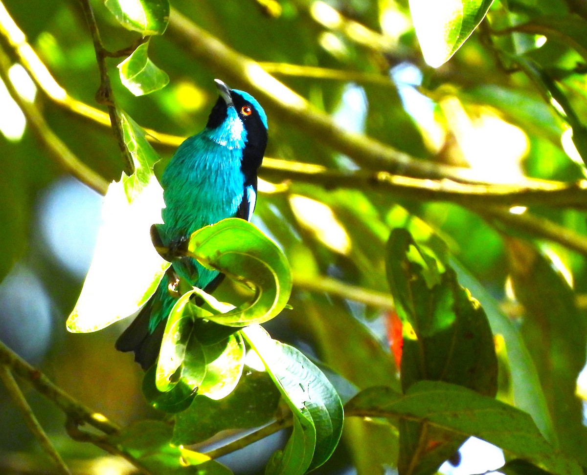 Turquoise Dacnis - Luz Mery Chin Arenas