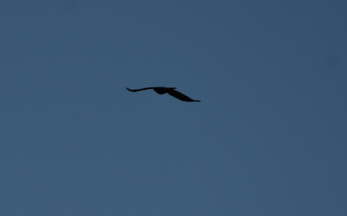 American Crow - ML618997054