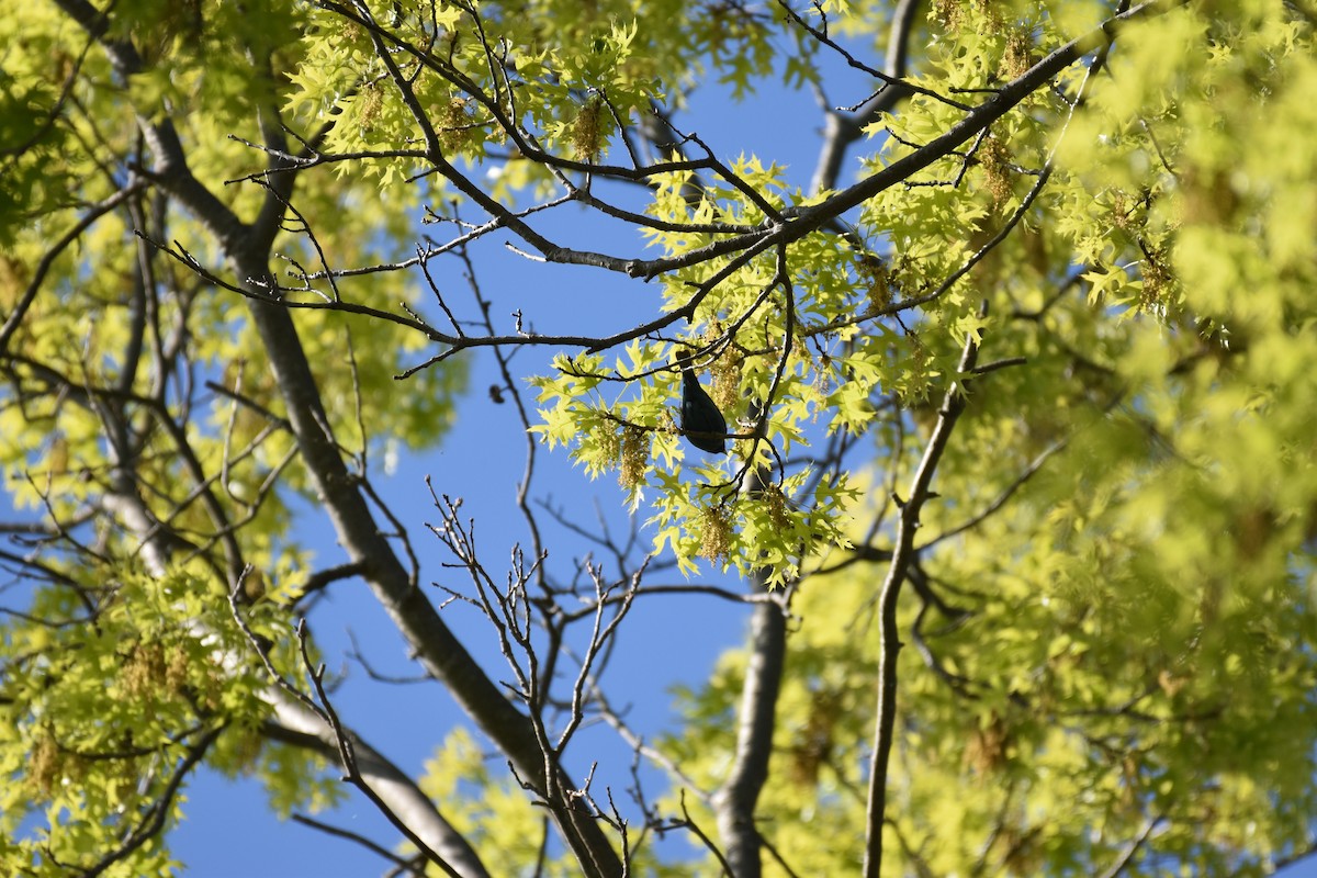 Indigo Bunting - Jimmy  Welch